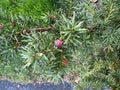 Canadian Yew, Taxus canadensis, native shrub in shaded areas