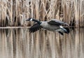 Canadien Goose coming to splashing landing in a marshy pond