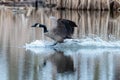 Canadien Goose coming to splashing landing in a marshy pond Royalty Free Stock Photo
