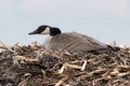 Canadien Goose sits on its nest protecting and nurturing its eggs Royalty Free Stock Photo