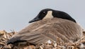 Canadien Goose sits on its nest protecting and nurturing its eggs