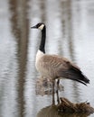 Canadien Goose wades in the water of a marshy pond Royalty Free Stock Photo