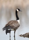 Canadien Goose wades in the water of a marshy pond Royalty Free Stock Photo