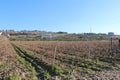 grape gardens a beautiful day Royalty Free Stock Photo