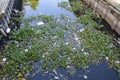 The Canal full of waste City of Bangkok