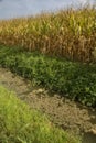 Canal next to a maize field covered by algae Royalty Free Stock Photo
