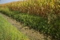 Canal next to a maize field covered by algae Royalty Free Stock Photo