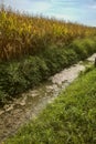 Canal next to a maize field covered by algae Royalty Free Stock Photo