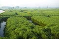 Canal in rapeseed field at morning