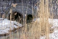 Canal runoff waters