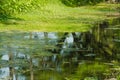 Canal with thallophytic plant