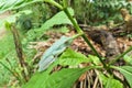 Canal tree frog Boana rufitela sleeping on a leaf.