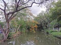 canal trees tree blossum green Royalty Free Stock Photo