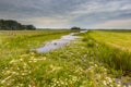 Canal with Water Soldier vegetation