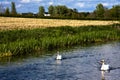 Canal wildlife Royalty Free Stock Photo