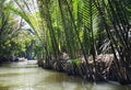 The canals in the Mekong Delta are surrounded by jungles and mangroves. Vietnamese rowing boats on canal waters