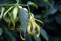 A cananga odorata flower known as Kembang Kenanga in Indonesia