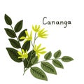 Cananga odorata illustration