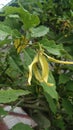 Cananga odorata or kenanga plant