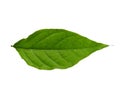 Cananga odorata leaves or plantae leaf Isolated on white background.