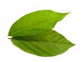 Cananga odorata leaves or plantae leaf Isolated on white background.