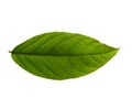 Cananga odorata leaves or plantae leaf Isolated on white background.