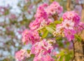 Cananga odorata,sweet pink flower Royalty Free Stock Photo
