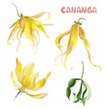 Cananga odorata watercolor floral set