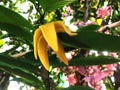 Cananga odorata yellow flower plant Royalty Free Stock Photo