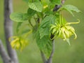 Cananga odorata Ylang-ylang name of flower Waves Gray bark Bouquet of flowers into a cluster Yellow or green petals are fragrant