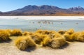 Canapa Lagoon with Flamingos, Bolivia