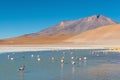 Canapa Lagoon and James Flamingos, Bolivia