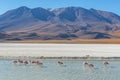 Canapa Lagoon landscape with Flamingos, Bolivia
