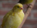 Canari Royalty Free Stock Photo