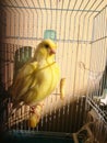 Canari Royalty Free Stock Photo