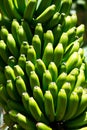 Canarian Banana plantation Platano in La Palma Royalty Free Stock Photo