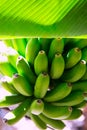 Canarian Banana plantation Platano in La Palma Royalty Free Stock Photo