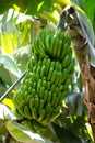 Canarian Banana plantation Platano in La Palma Royalty Free Stock Photo