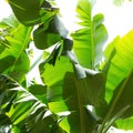 Canarian Banana plantation Platano in La Palma Royalty Free Stock Photo