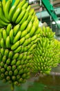 Canarian Banana Platano in La Palma Royalty Free Stock Photo