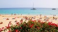 Canarian flowers in Playa del Matorral - an exotic beach in Morro Jable, Fuerteventura, Canary Islands, Spain