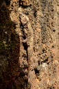 Canarian Lizard , digital photo image