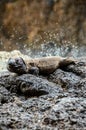 Canarian Lizard