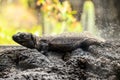 Canarian Lizard