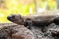 Canarian Lizard