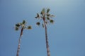 Canarian Palm trees