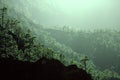 Canarian pine tree on La Palma