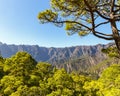 Canarian Pines at Caldera de Taburiente in La Palma