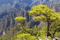 Canarian Pines at Caldera de Taburiente in La Palma