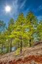 Canarian pines, pinus canariensis in the Corona Forestal Nature